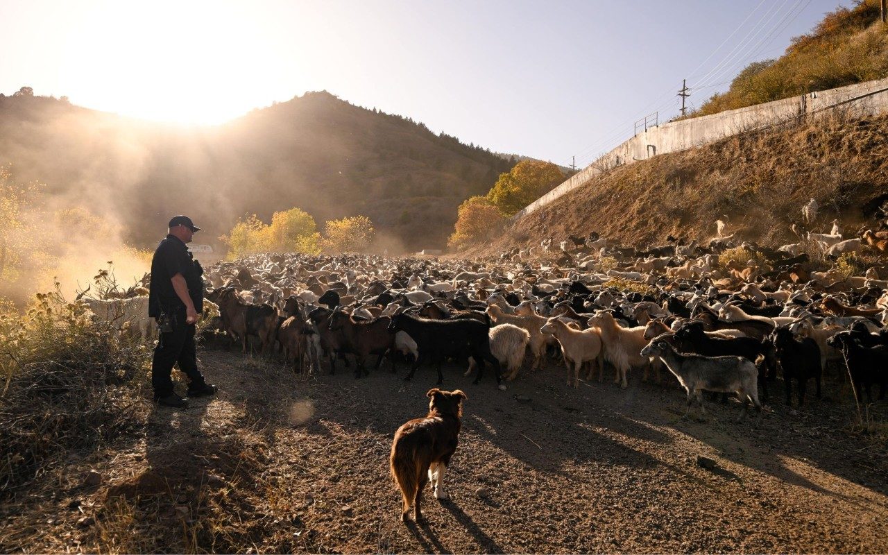 a man and a brown dog herding goats at lockheed martin space's littleton colorado facility